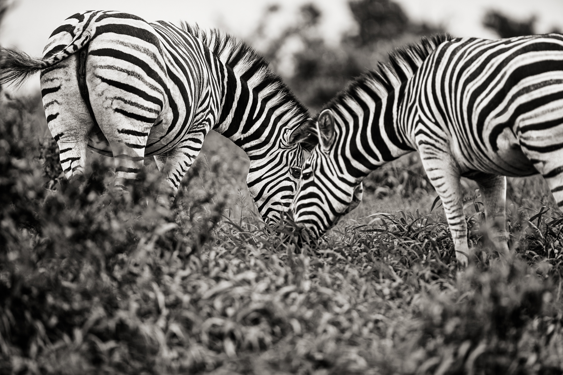 2002_17_JH_Port_Zebras_161117_SAFARI_7659_w4_RGB_