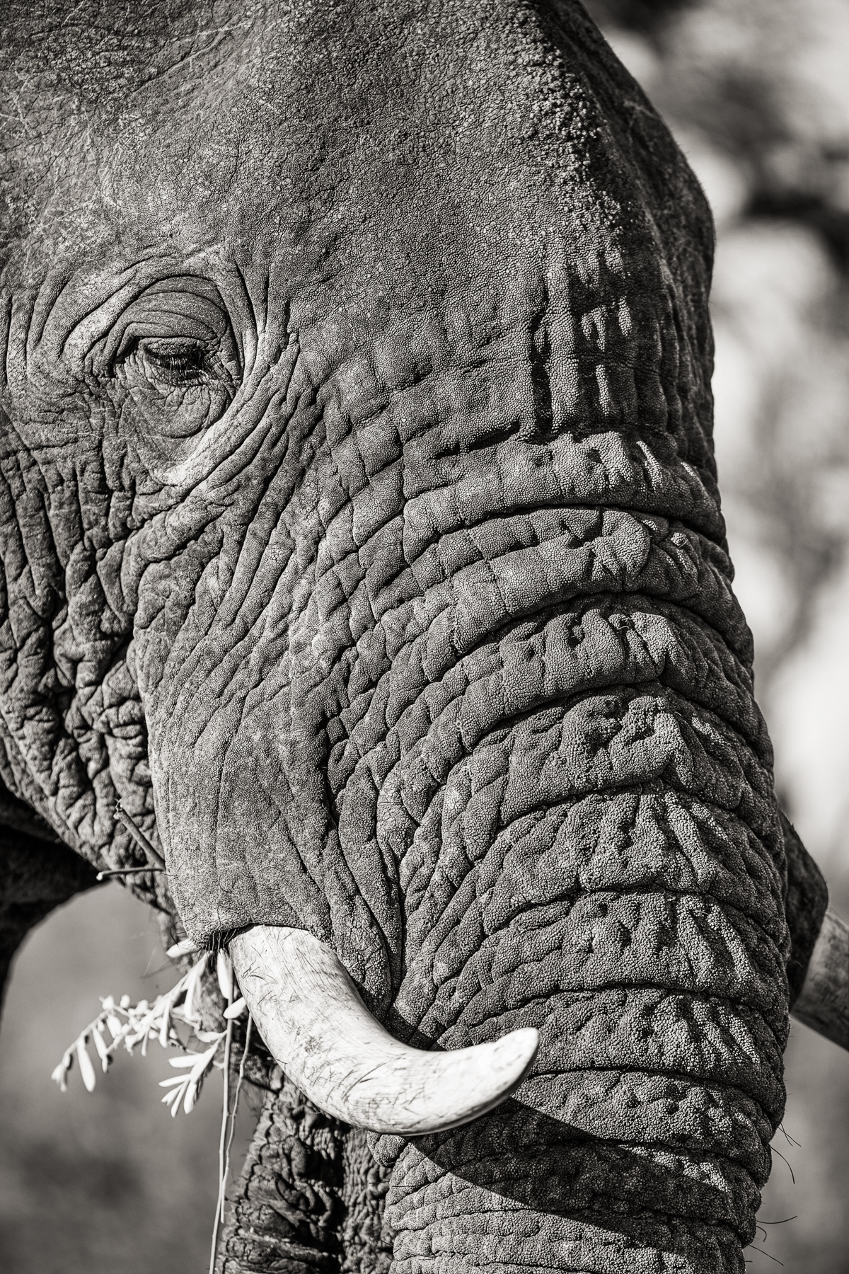 2009_06_JH_Port_ElephantCloseup_161117_SAFARI_1082_w2_RGB_