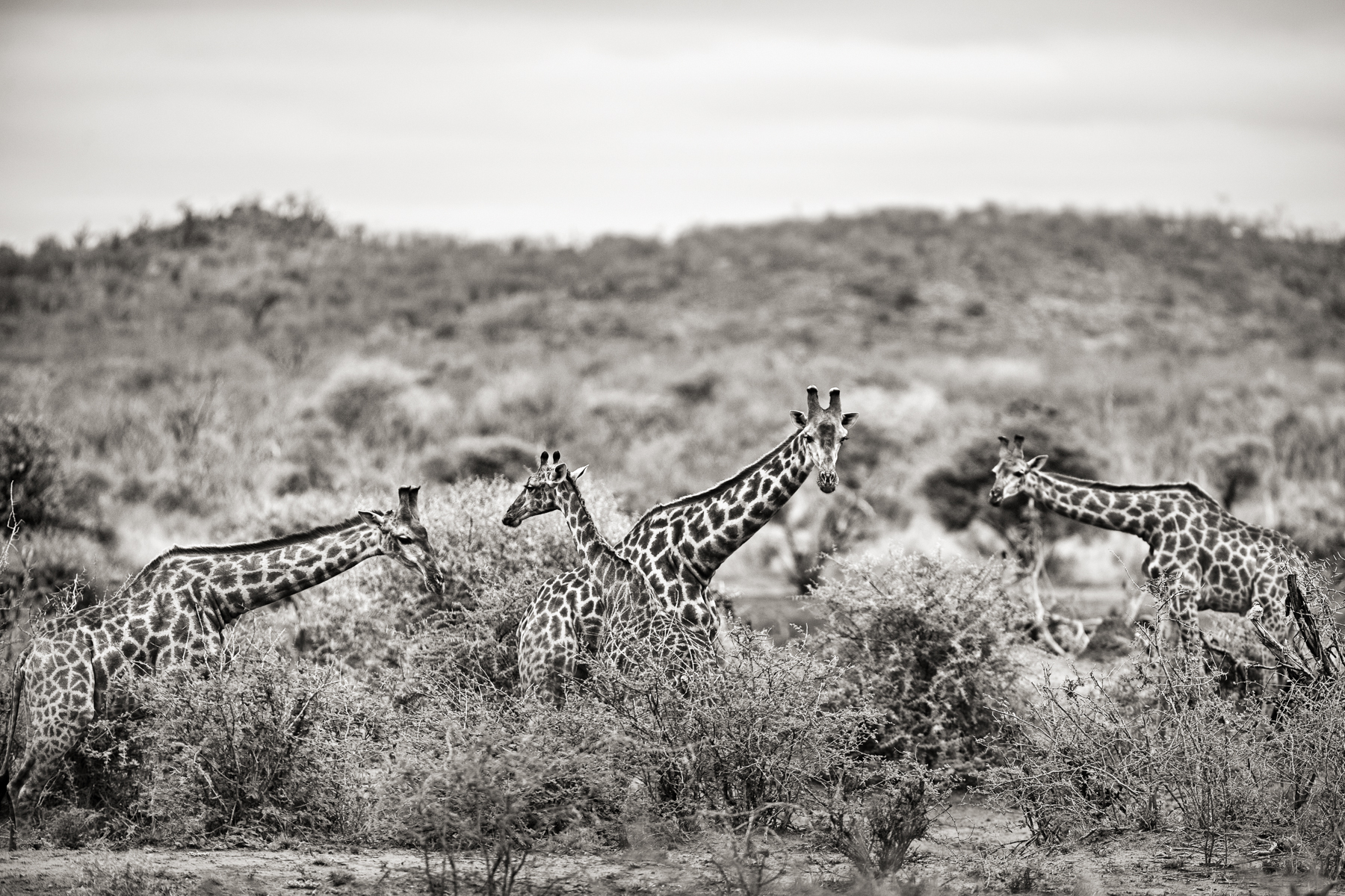 2013_09_JH_Port_GiraffeHerd_Closer_161117_SAFARI_3365_w3_RGB_